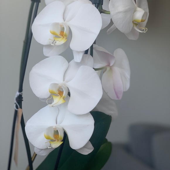 Meet your Posher, Angelina - Picture 1 of 1